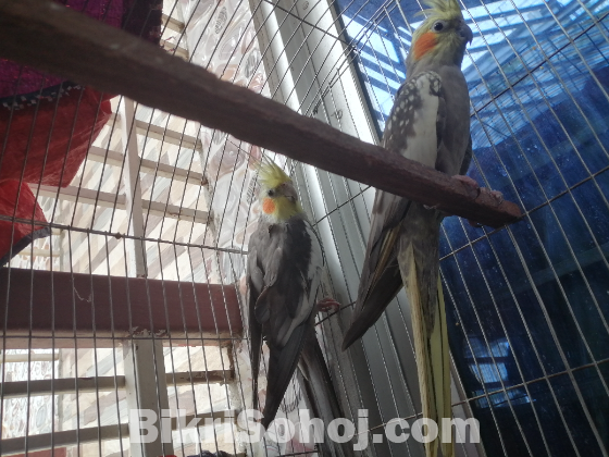 Cockatiel White face